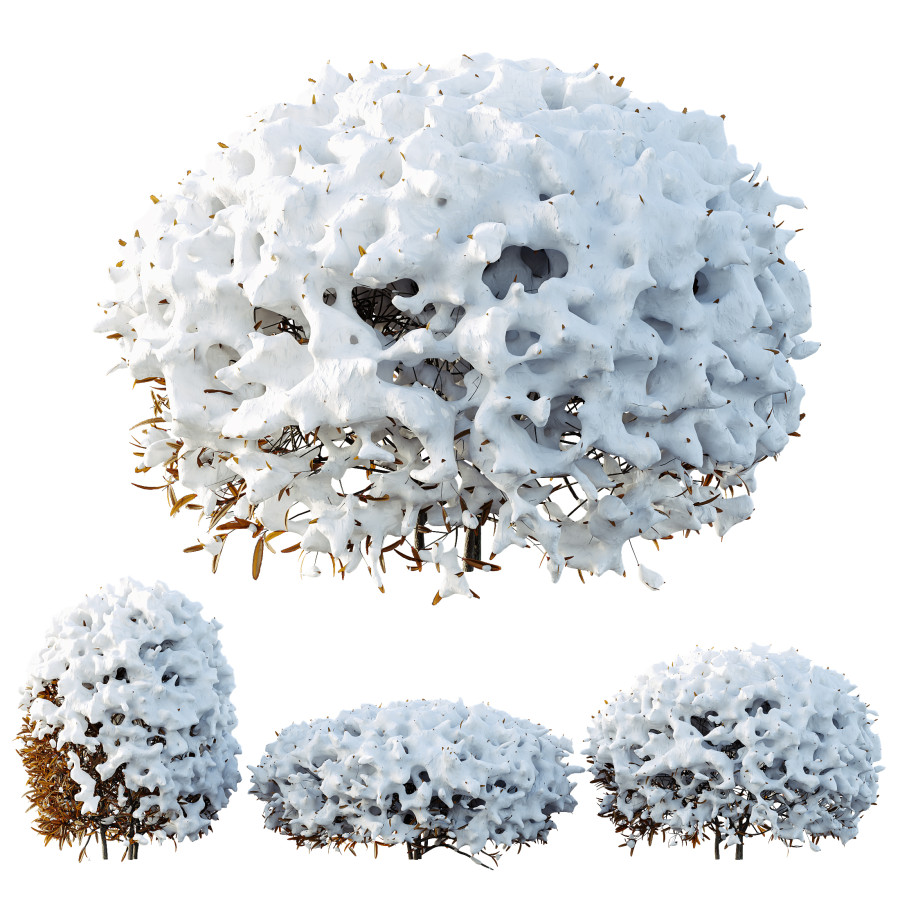 Av Plants Ligustrum Privet Pruned Sphere Winter - 3D Model for VRay, Corona
