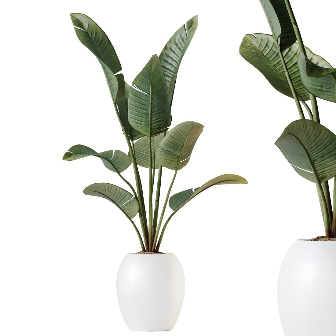 Av Indoor Plants Set 180 Alder And Strelitzia 3D Model for VRay, Corona |  CGMood
