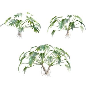 Philodendron Bipinnatifidum - Philodendron Selloum 3D Model for VRay,  Corona | CGMood