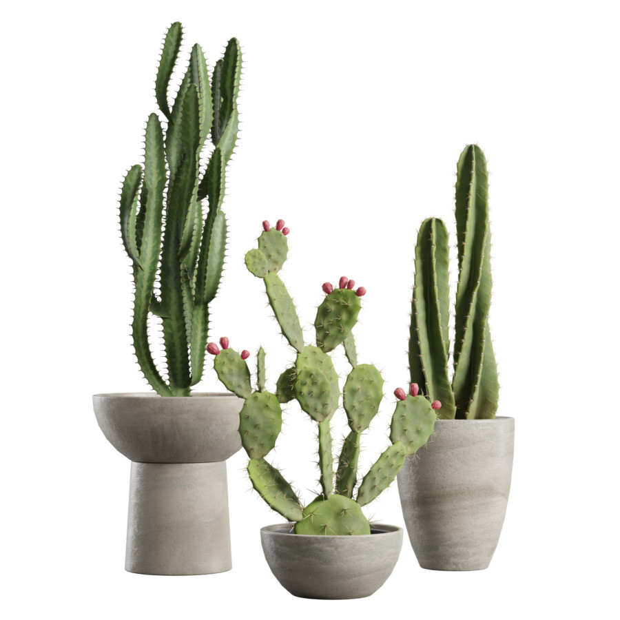 Cactus Pack 06 by AllQuad