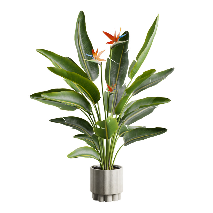 Bird Of Paradise Concrete Planter by AllQuad