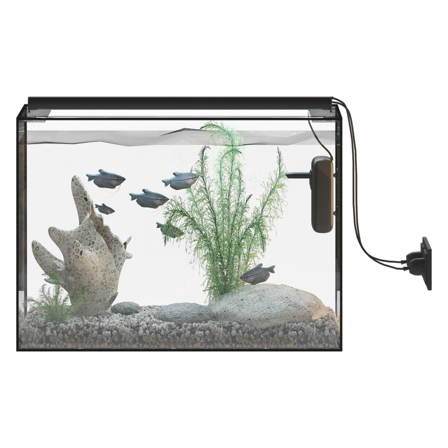 Fish Gourami Aquarium 70x30 by RoutArt