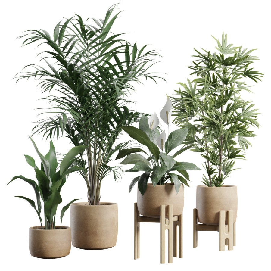 Indoor Plants Pack 109 by AllQuad
