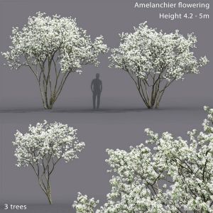 Amelanchier Flowering #2