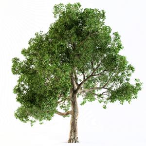 Broadleaf Tree