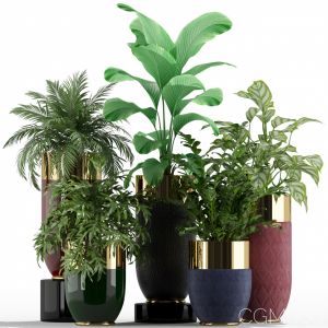 Plants Collection 233 Longhi Godwin