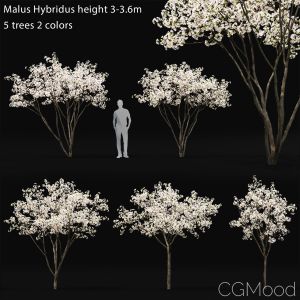 Malus Hybridus Flowering #1
