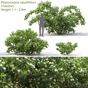 Physocarpus Opulifolius #1
