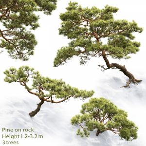 Pine On Rock #1