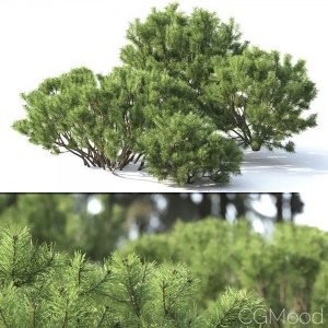 Pinus Mugo #2