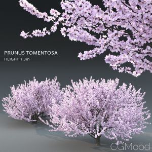 Prunus Tomentosa (cherry)