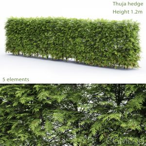 Thuja Hedge #2(1.2m)