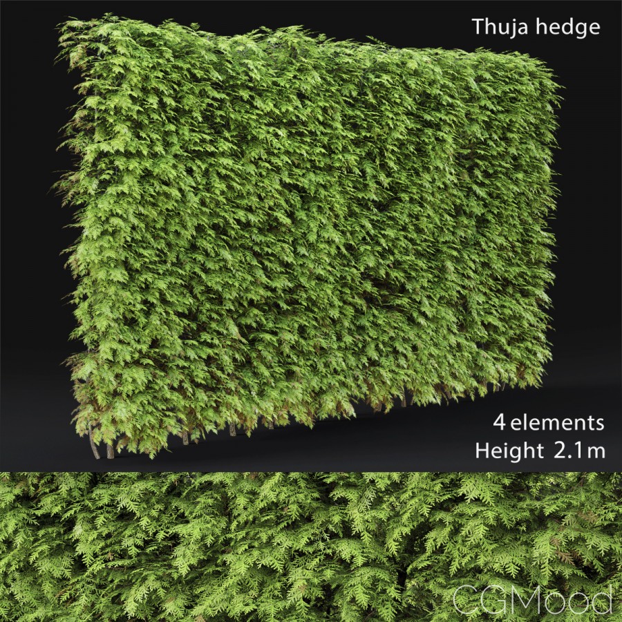 Thuja Hedge #3(2.1m)