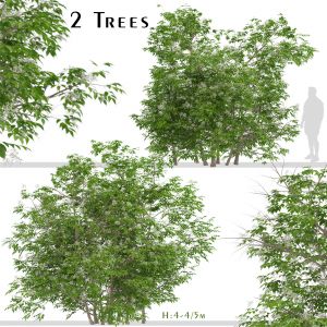 Set of Sambucus nigra Trees (Elder Gewone vlier)