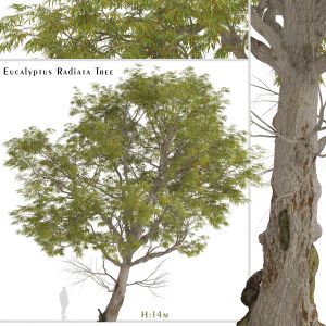 Eucalyptus Radiata Tree (Forth River Peppermint)