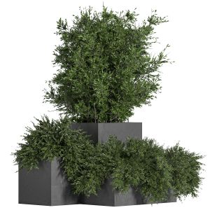 Outdoor plants tree in concrete box 03