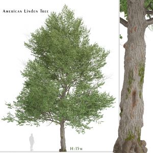 American Linden Tree (Tilia americana basswood)