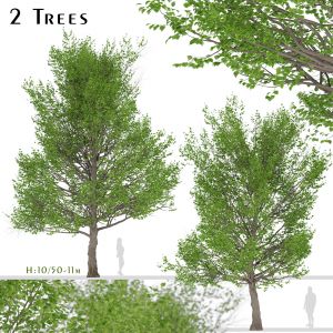 Set of American Linden Trees (Tilia americana)