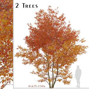 Set of Snakebark maple Trees (Acer davidii)