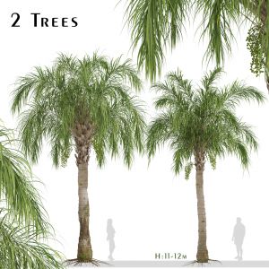 Set of Queen palm Trees (Syagrus romanzoffiana)