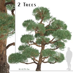 Set of Pinus Sylvestris Trees (Waldkiefer)