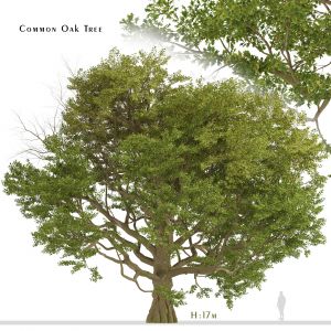 Common Oak Tree (Quercus robur) (1 Tree)