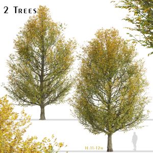 Set of European hornbeam Trees (Carpinus betulus)