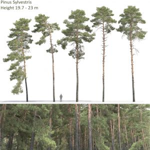 Pinus Sylvestris 31