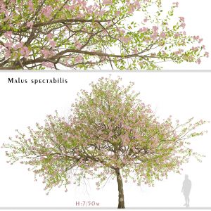 Malus spectabilis Tree (Chinese Crabapple)