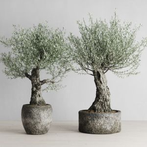 Old Olive Trees In Stone Pots