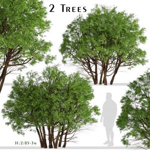 Set Of Arborvitae Thuja Trees (northern Cedar)