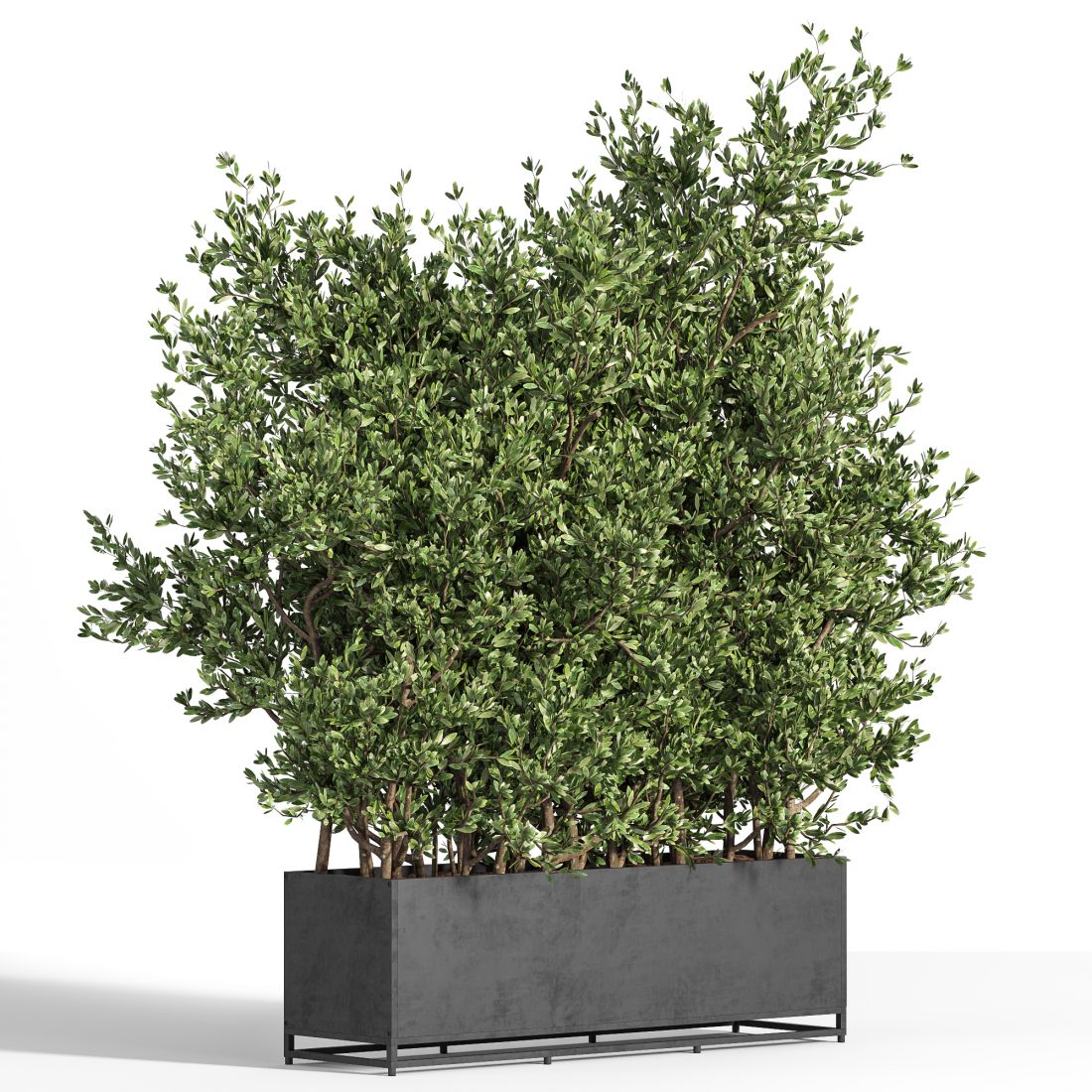 Outdoor_plants_tree_in_metal_box_04 - 3D Model for VRay, Corona