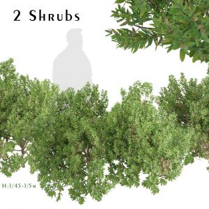 Set Of Northern Bayberry Shrubs ( Myrica )