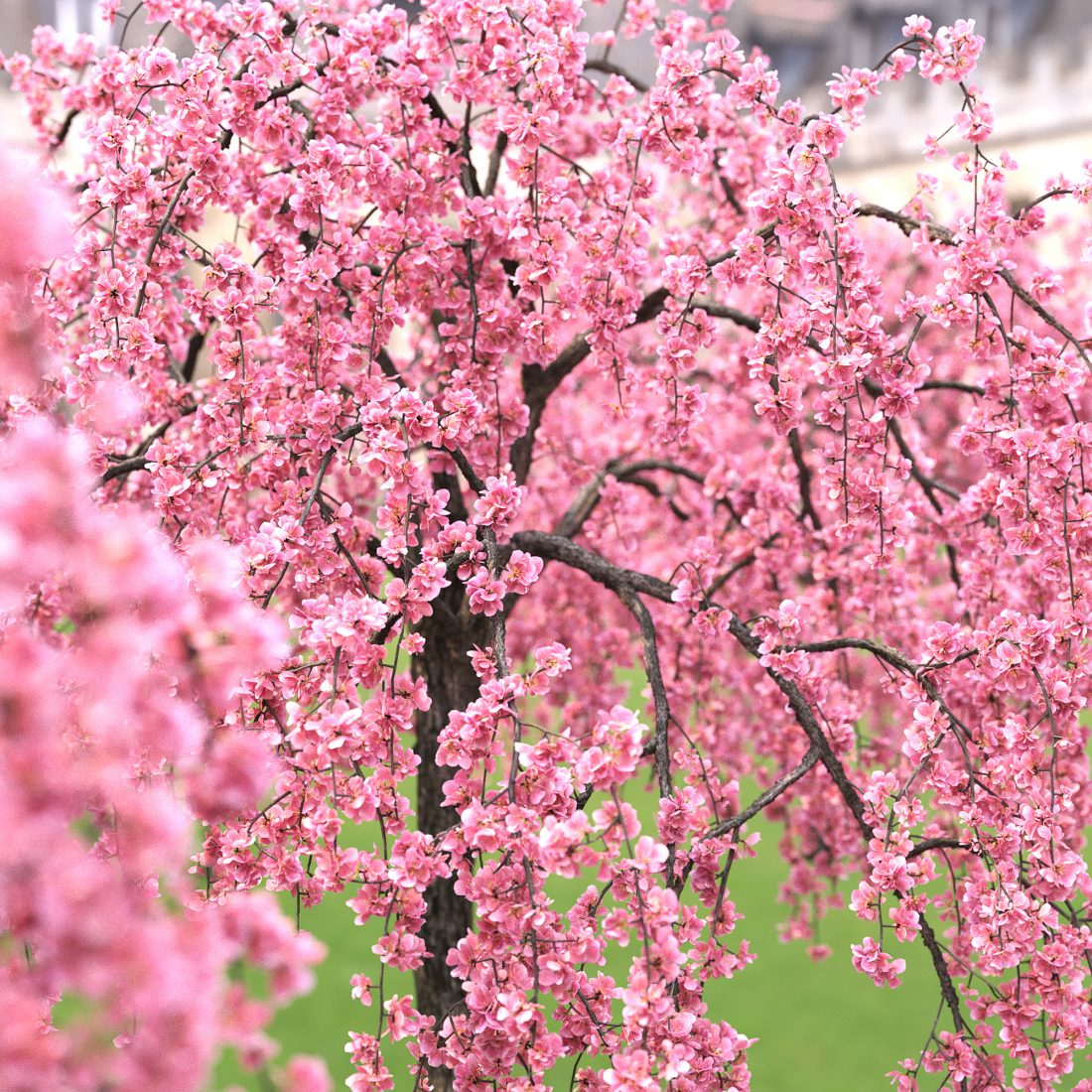 Malus Royal Beauty Flowering 01 3D Model for VRay, Corona | CGMood
