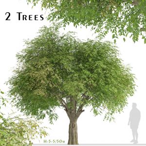 Set of Fraxinus griffithii Trees (Evergreen ash)