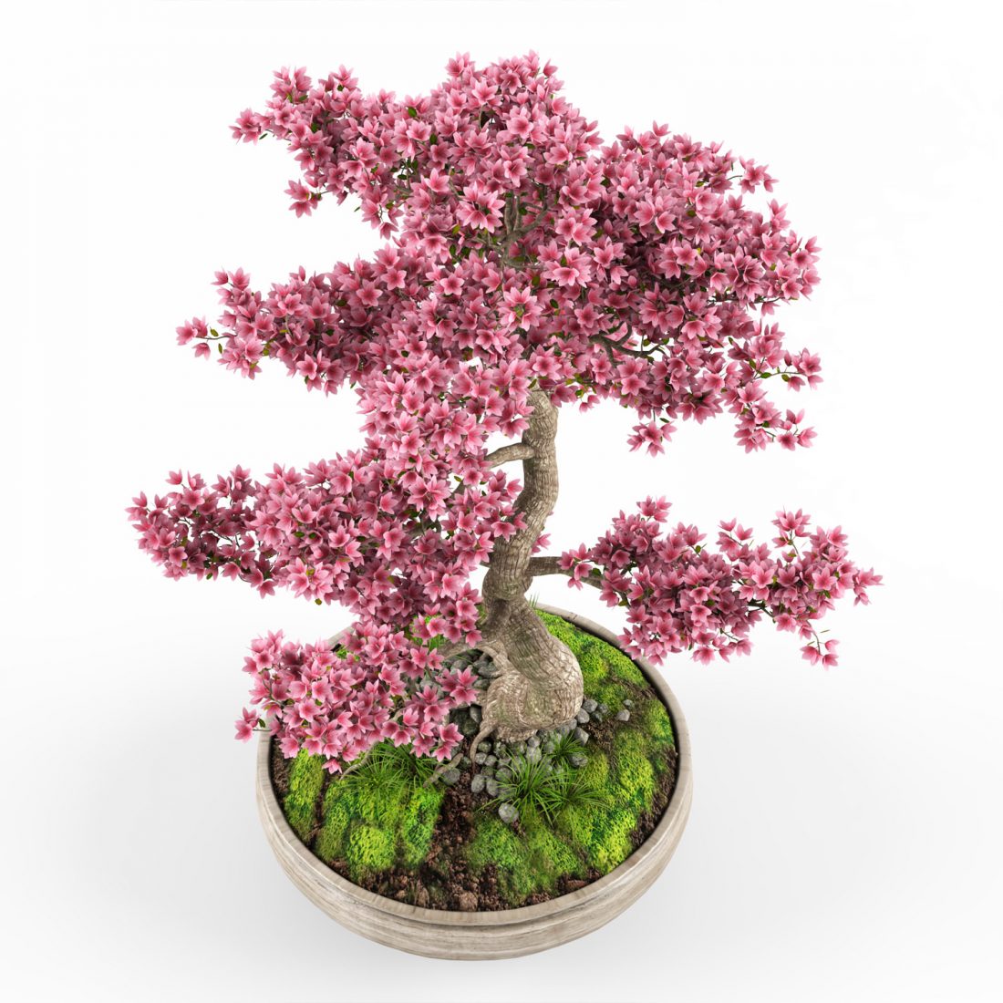 Sakura Bonsai Tree 3D Model for VRay | CGMood