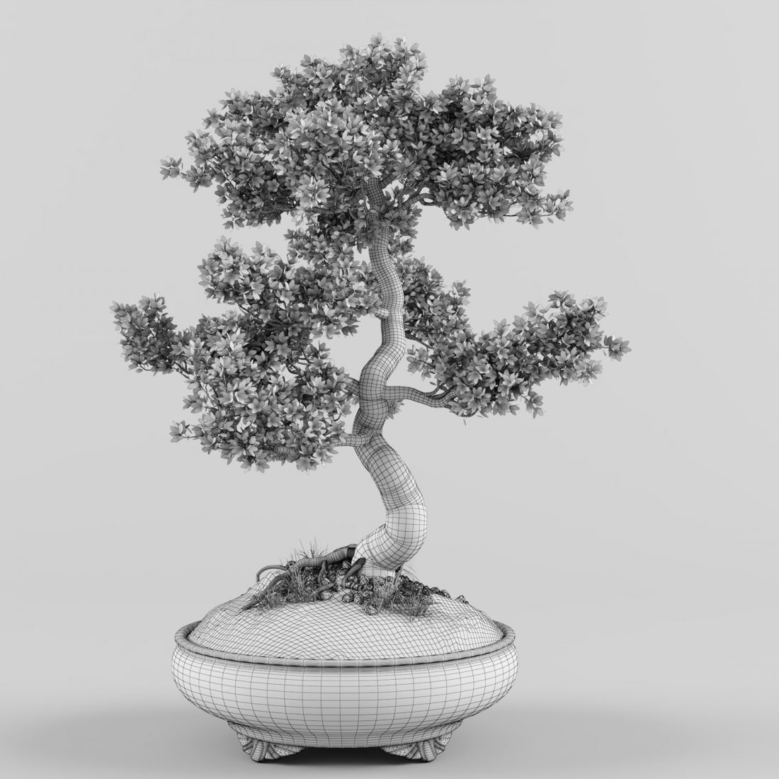 Sakura Bonsai Tree 3D Model for VRay | CGMood
