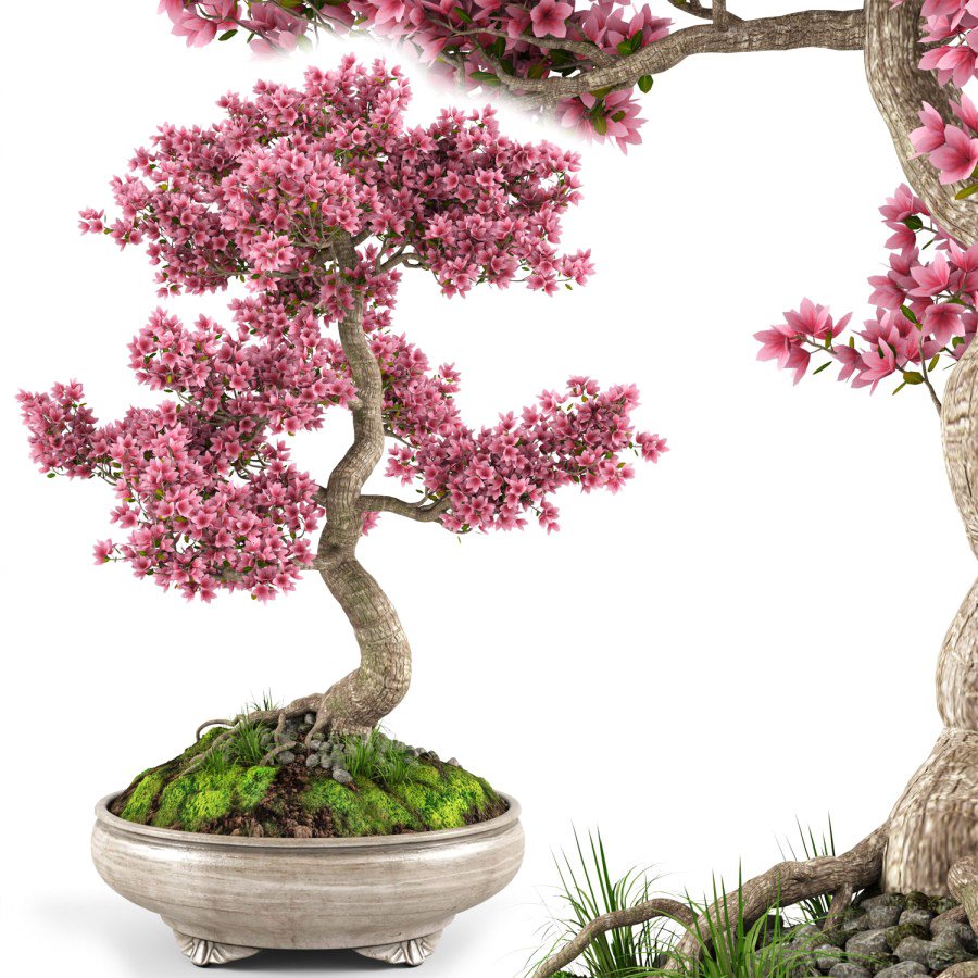 Sakura Bonsai Tree 3D Model for VRay | CGMood