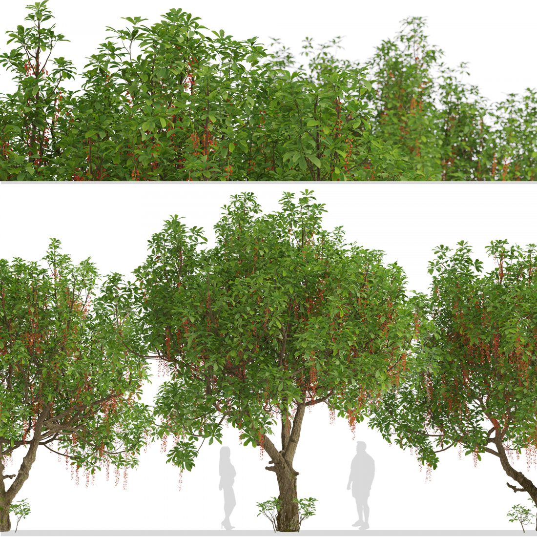 Tree Utchy Set Of Barringtonia Acutangula Trees (Itchy Tree) 3D Model for VRay ...
