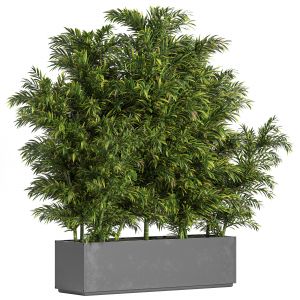 Palm_in_plant_box_2