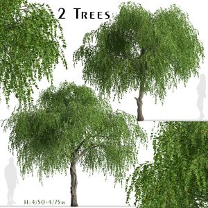 Set of Chinese Elm Trees (Ulmus parvifolia)