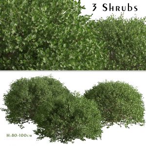 Set Of Boxood Shrubs ( Buxaceae ) (3 Shrubs)
