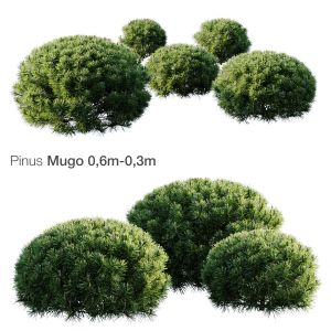 Pine Mugo