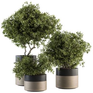 Indoor Plant Set 130 - Tree In Pot