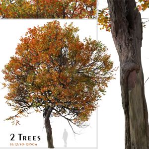 Set Of Acer Miyabei Tree ( Miyabe Maple ) 2 Trees