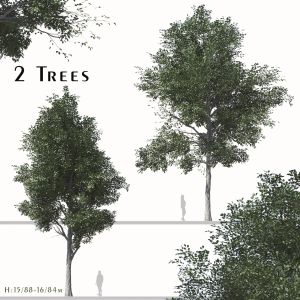 Set Of Populus Przewalskii Trees ( Populus )
