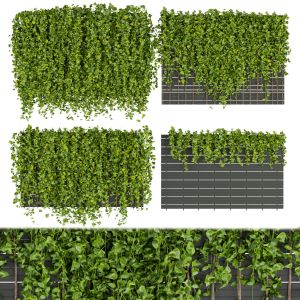 Collection Plant Vol 316 - Fitowall - Leaf - Ivy