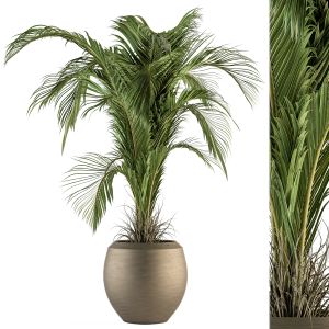 Indoor Plant Set 132 - Tropical Plant