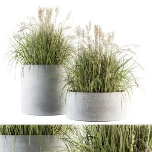 Indoor Plant Set 139 - Indian Grass