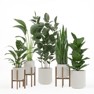 Indoor Plant Set 003